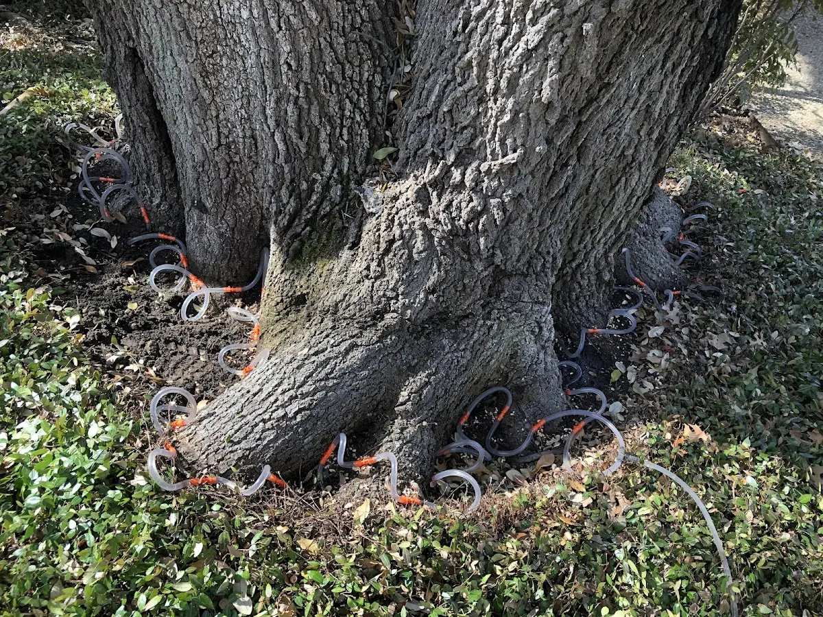 Detailed Tree Cabling and Bracing job site in Bloomsburg