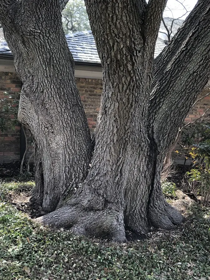 Mature heritage tree close to a Bloomsburg property cared for by certified arborists